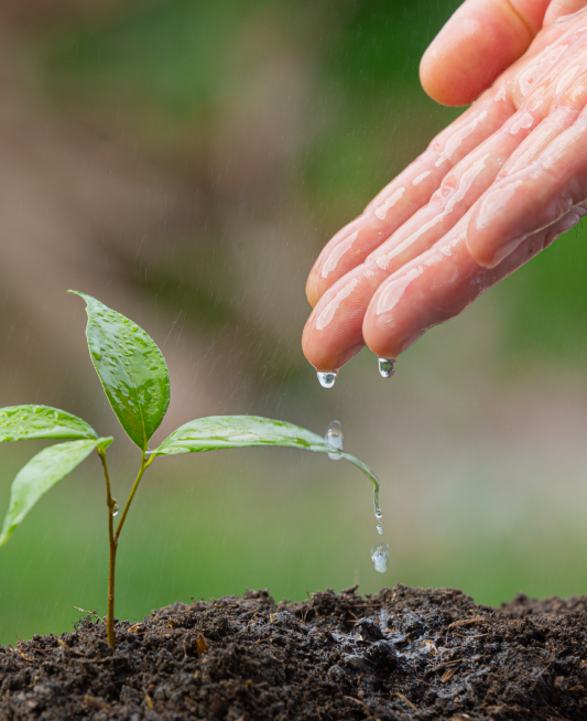 imagen planta y medio ambiente